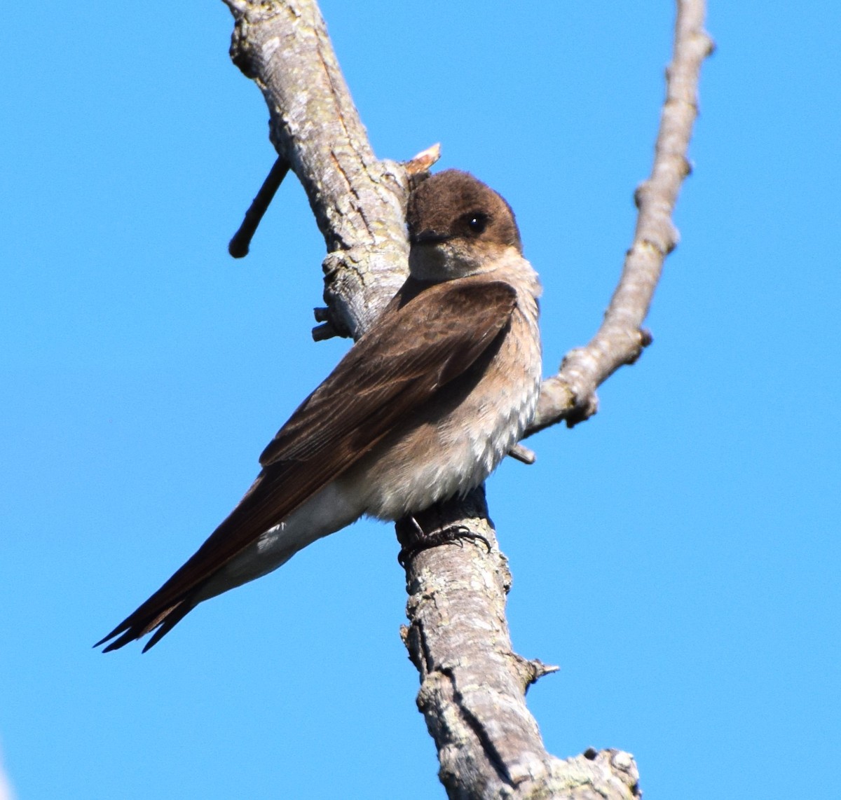 Northern Rough-winged Swallow - ML561742811