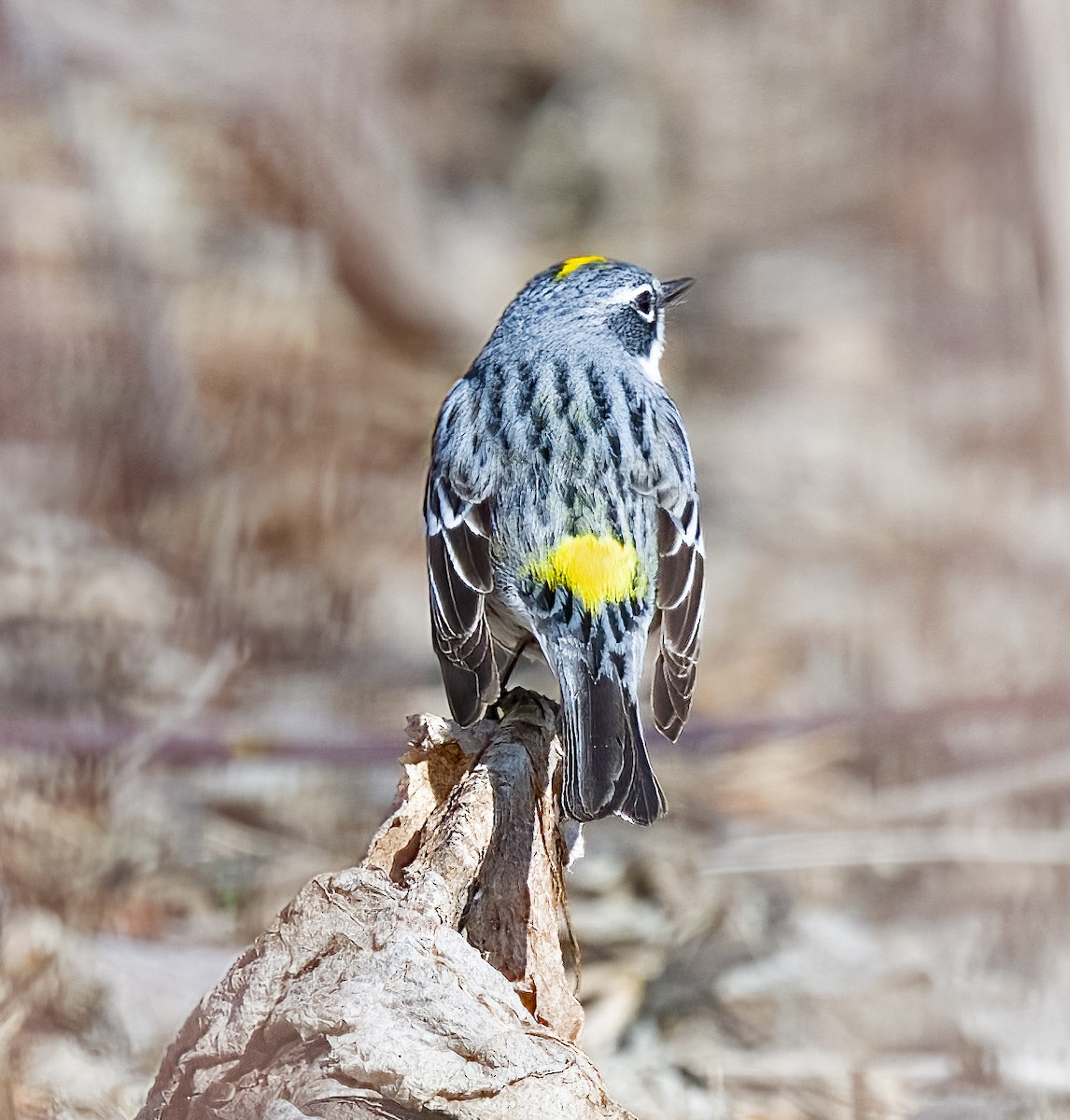 Yellow-rumped Warbler - Mark  Herbert