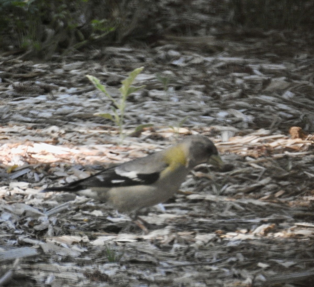 Evening Grosbeak - ML561744401