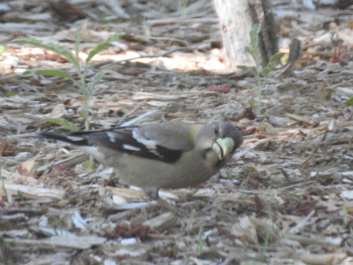 Evening Grosbeak - ML561744621