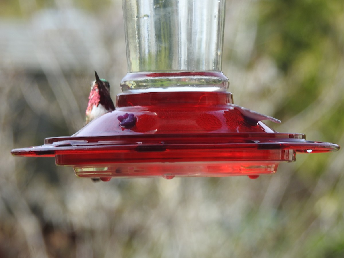 Calliope Hummingbird - ML561745611