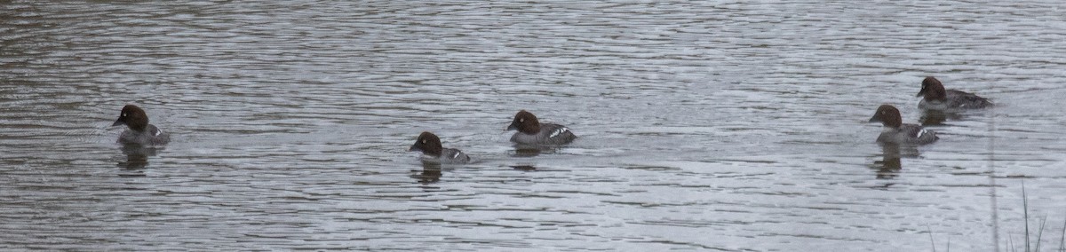 Common Goldeneye - ML561745811