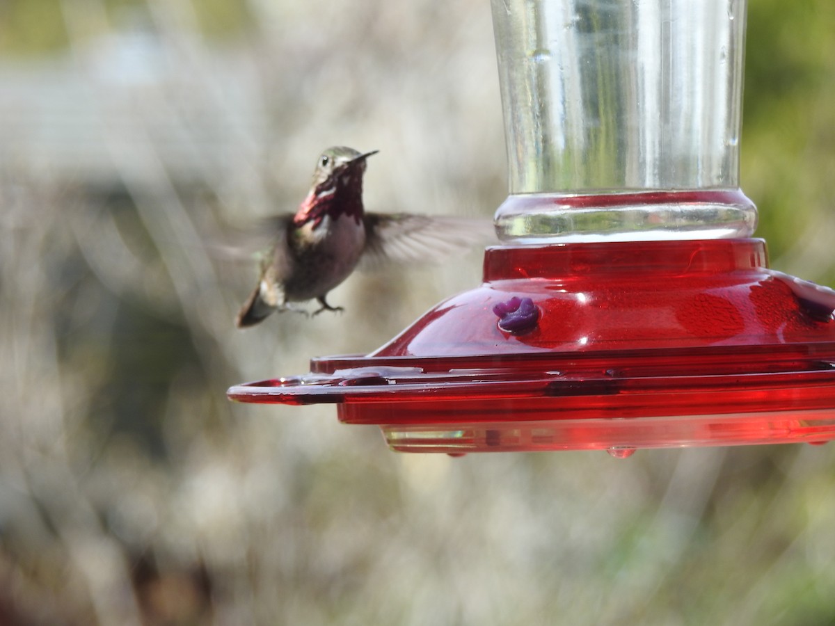 Calliope Hummingbird - ML561746071