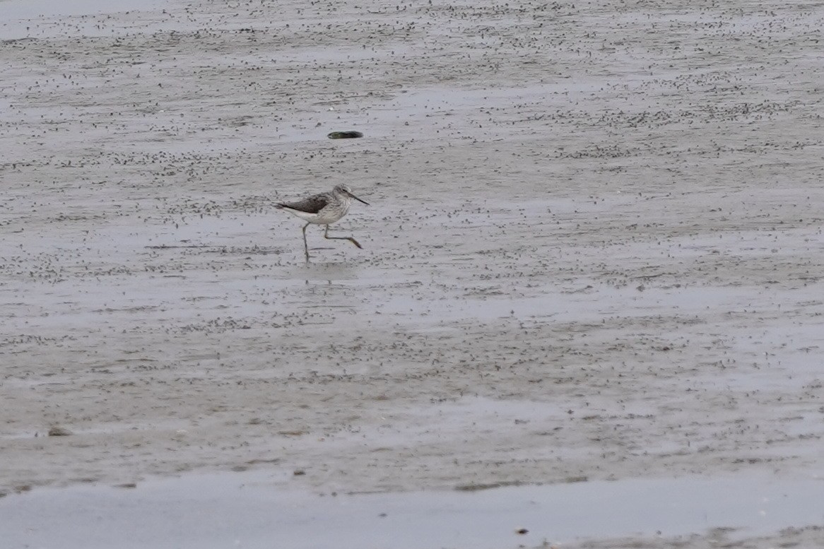 Common Greenshank - Richard Maarschall