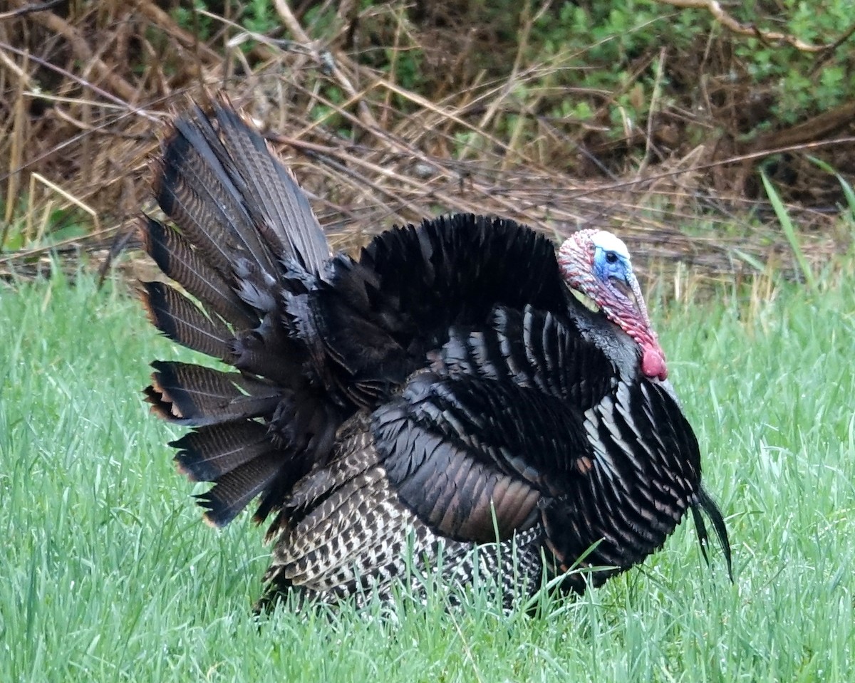 Wild Turkey - Michael DeWispelaere