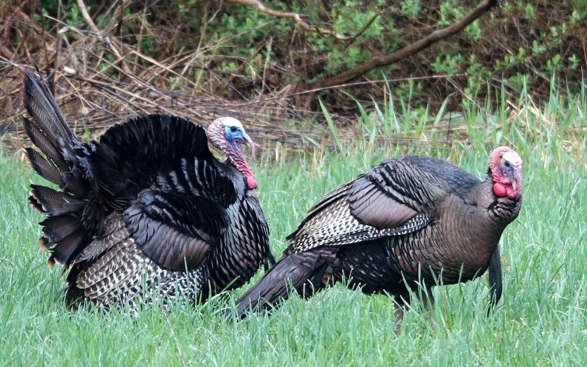 Wild Turkey - ML561747991