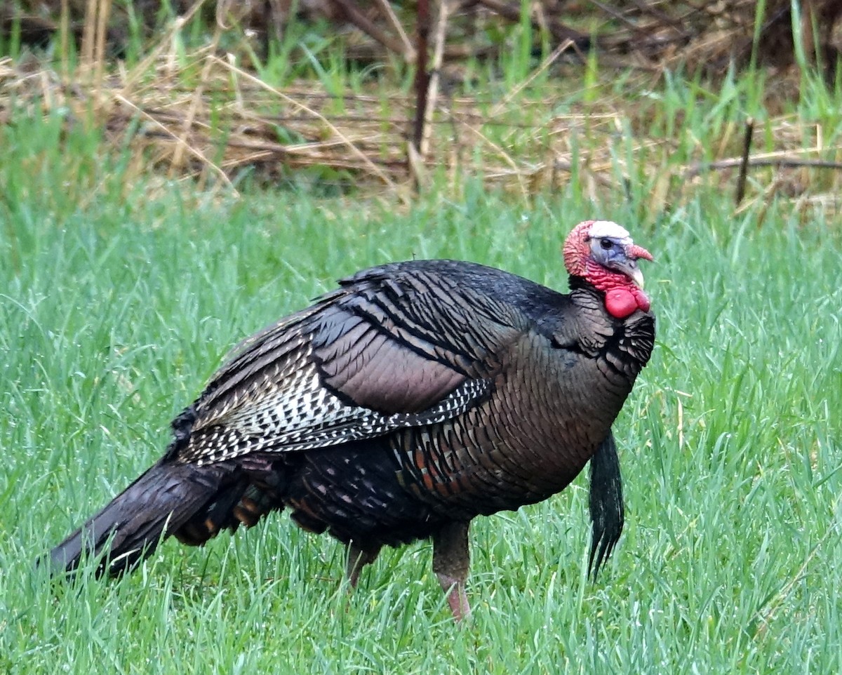 Wild Turkey - ML561748001