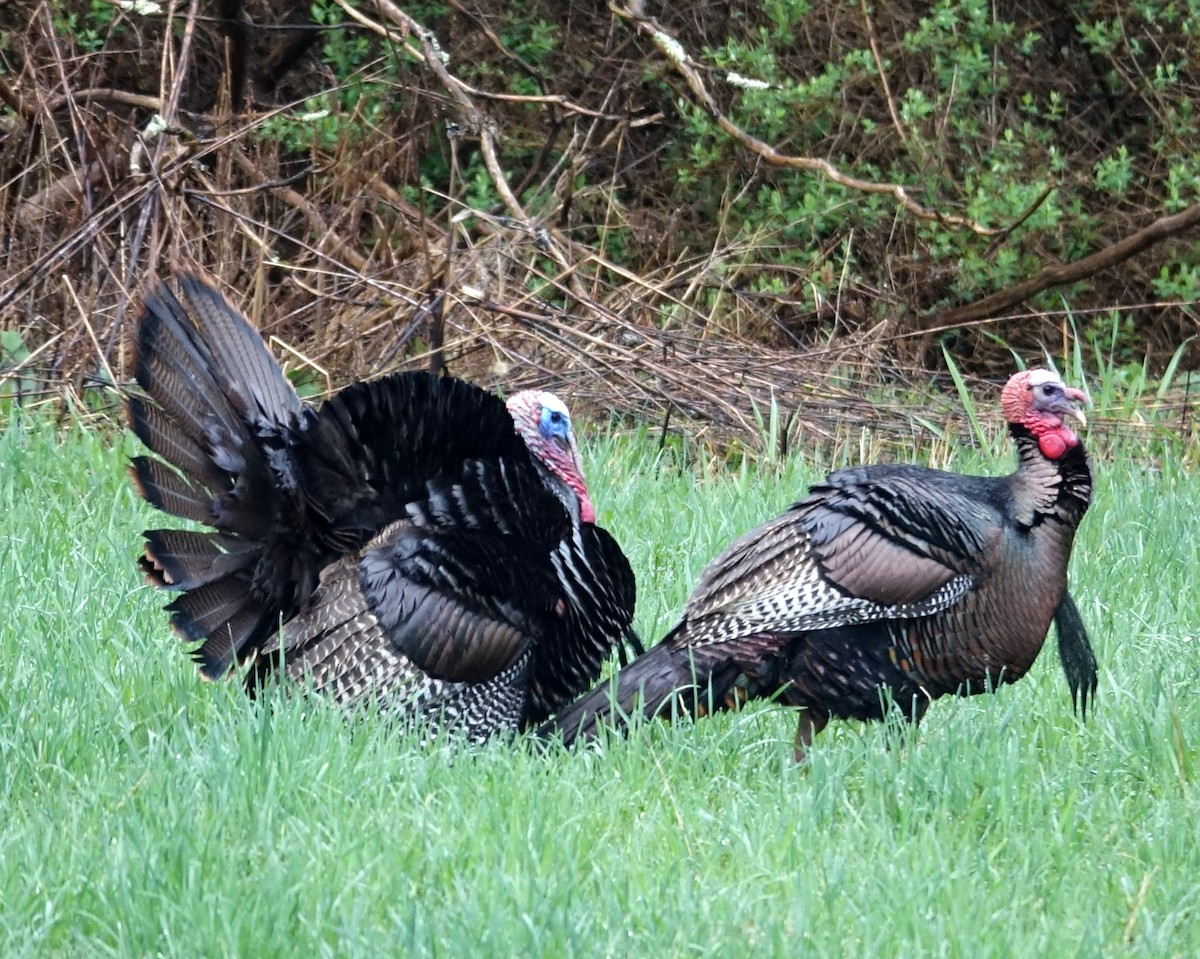 Wild Turkey - ML561748011