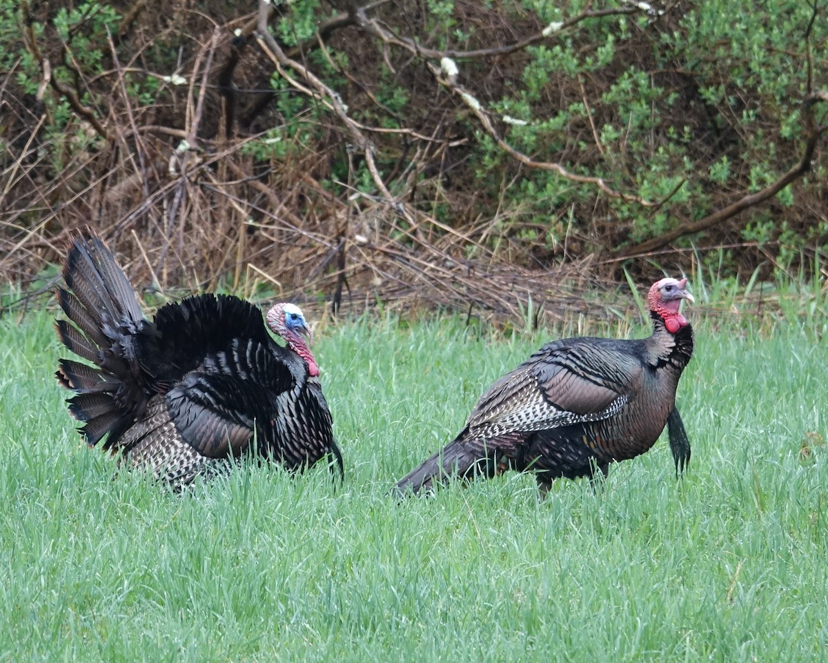 Wild Turkey - ML561748021