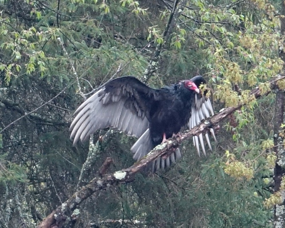 Turkey Vulture - ML561748151