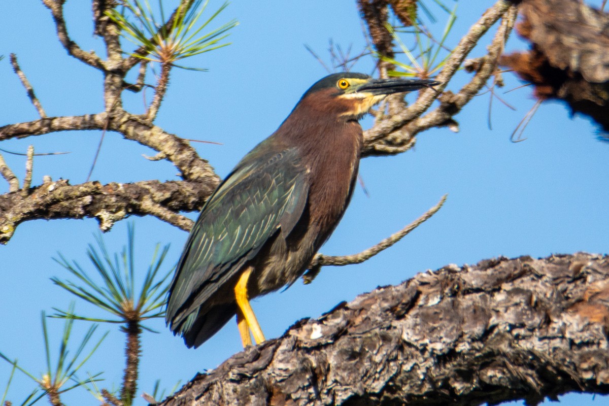 Green Heron - ML561748351