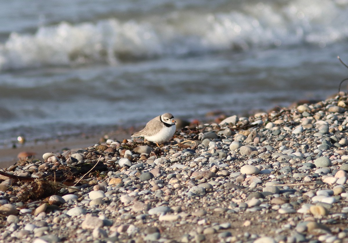 Piping Plover - ML561749241