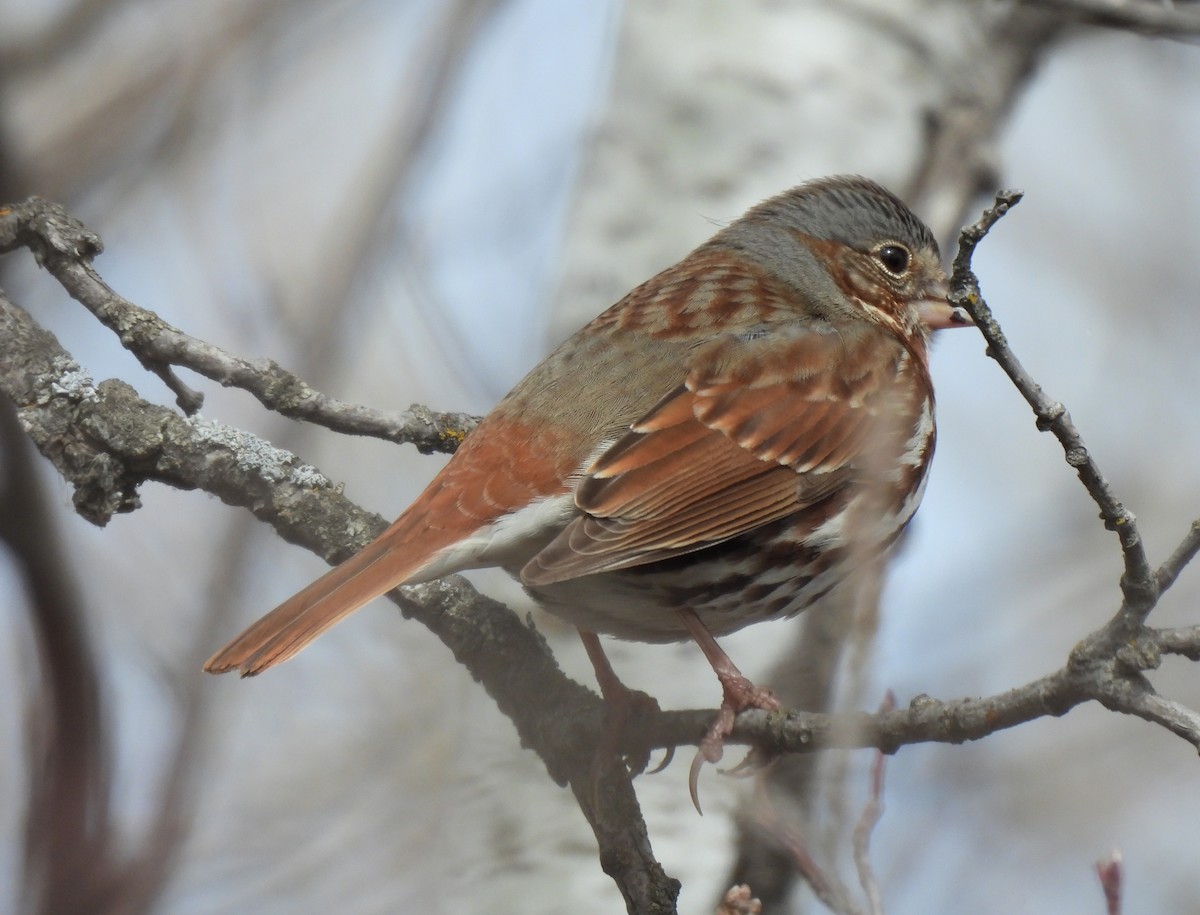 Fox Sparrow (Red) - ML561751611