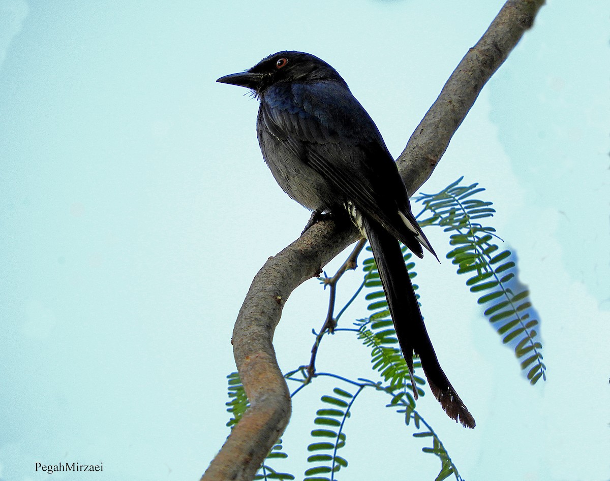 Ashy Drongo - Hamid Jabbari