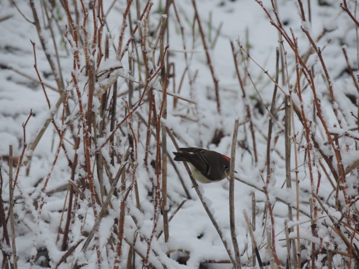 Ruby-crowned Kinglet - ML561752091