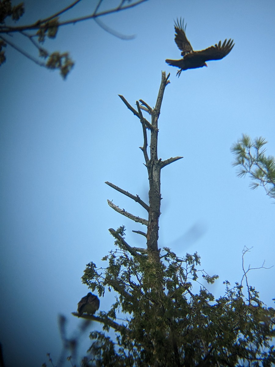 Turkey Vulture - ML561752691