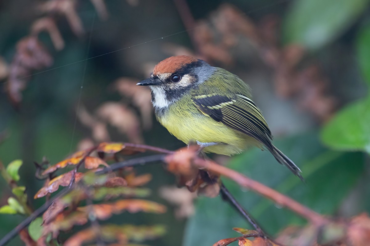 Rufous-crowned Tody-Flycatcher - ML561755541