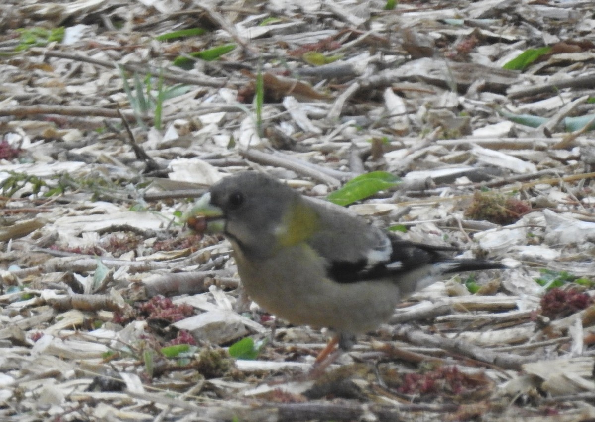 Evening Grosbeak - ML561755911