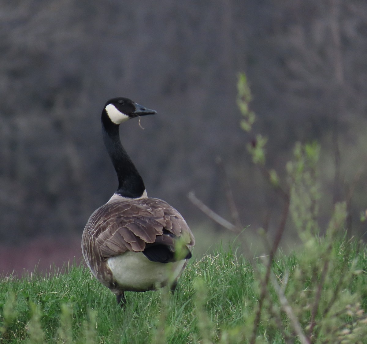 Canada Goose - ML561756081