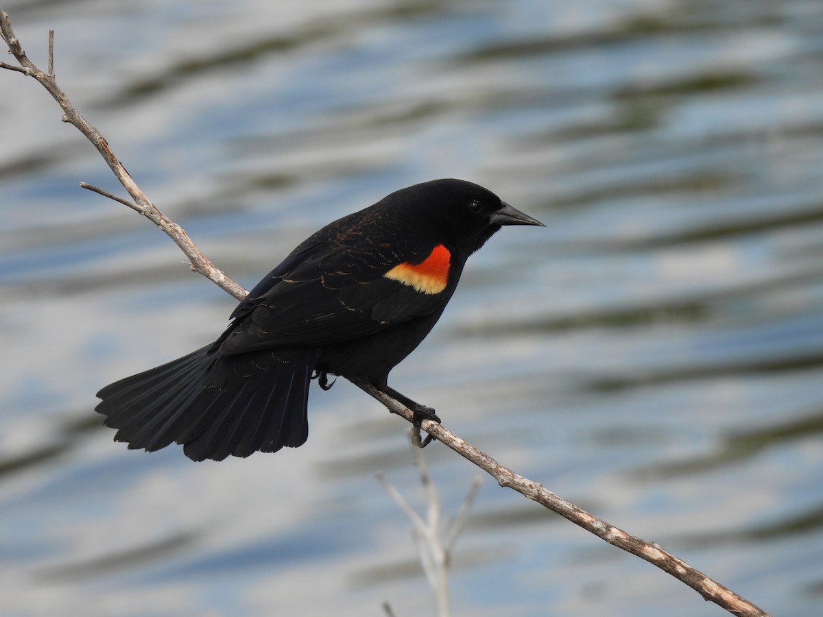 Red-winged Blackbird - ML561758451