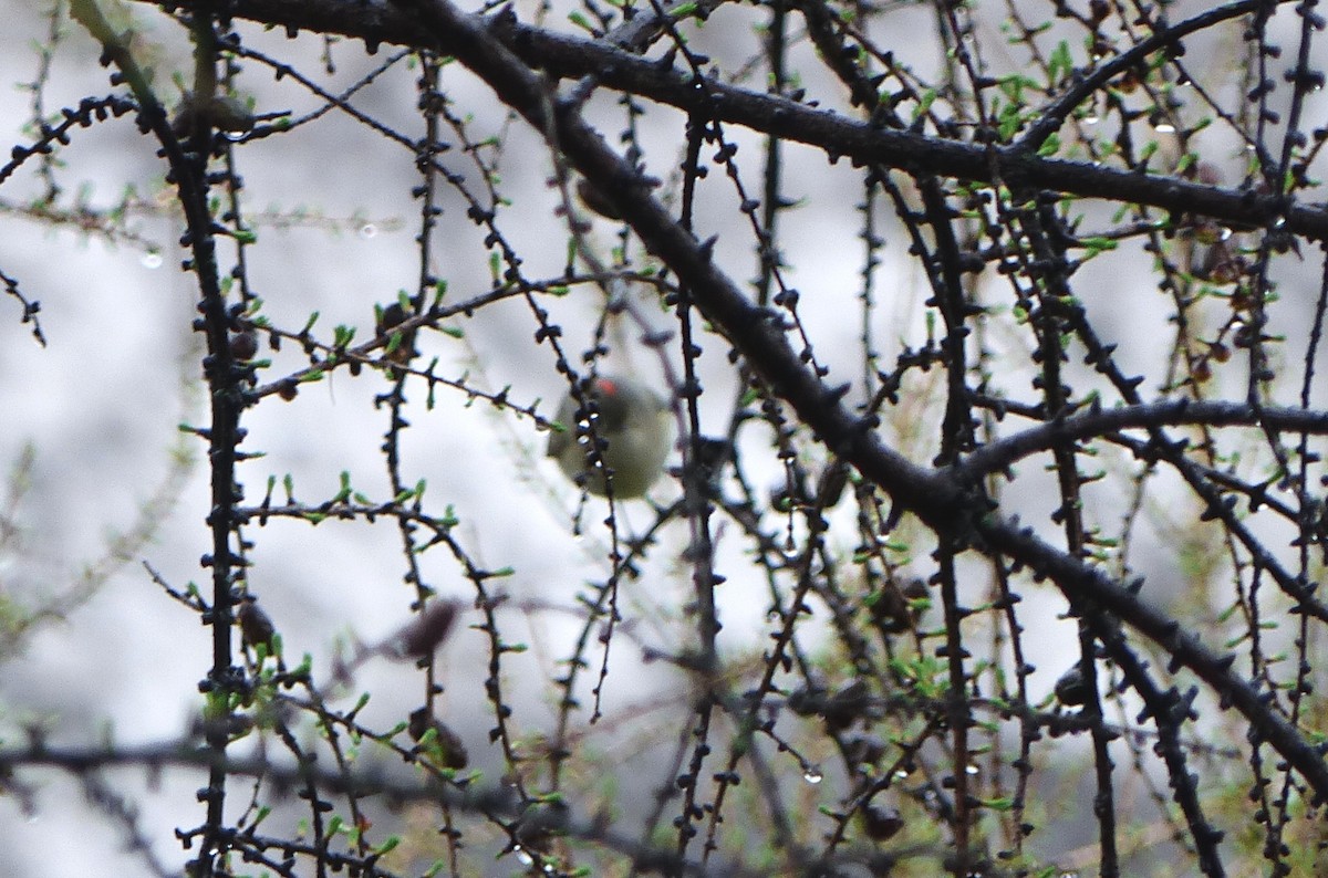 Ruby-crowned Kinglet - Georges Lachaîne