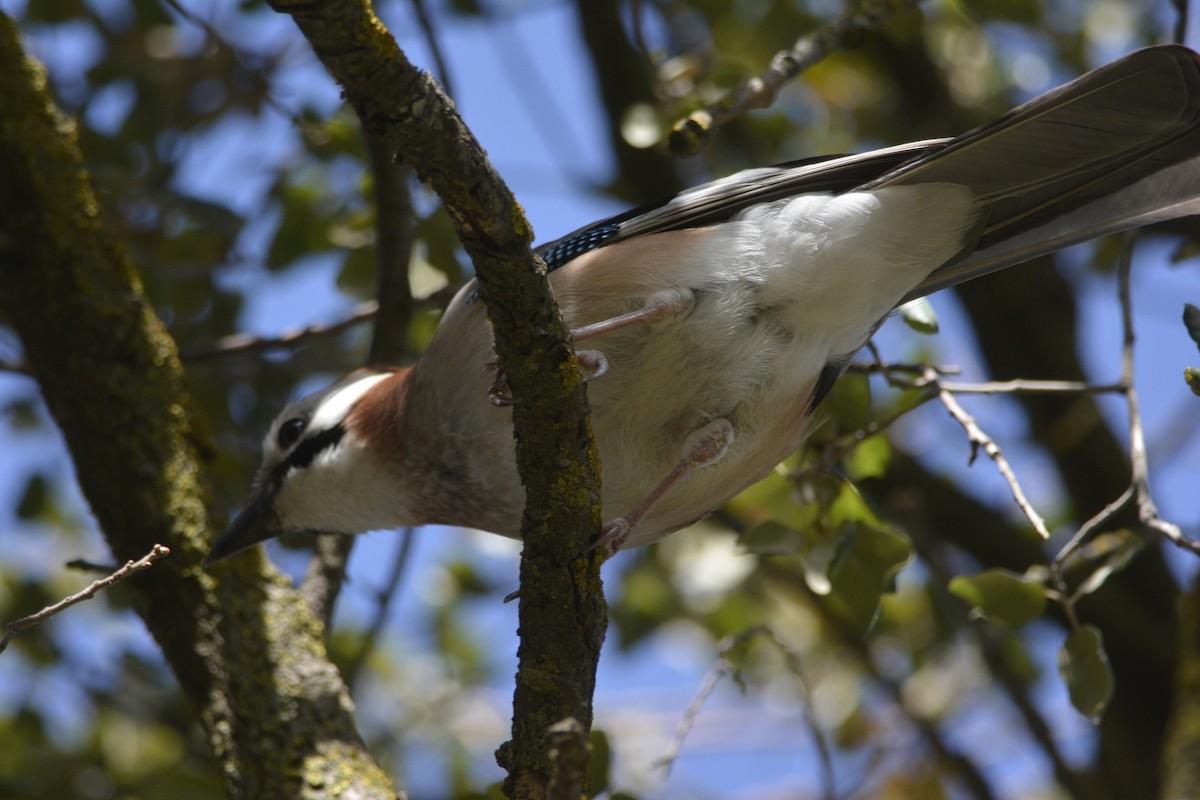 Eurasian Jay (Black-crowned) - ML561758681