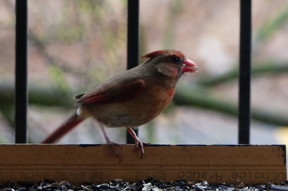 Northern Cardinal - ML561758771
