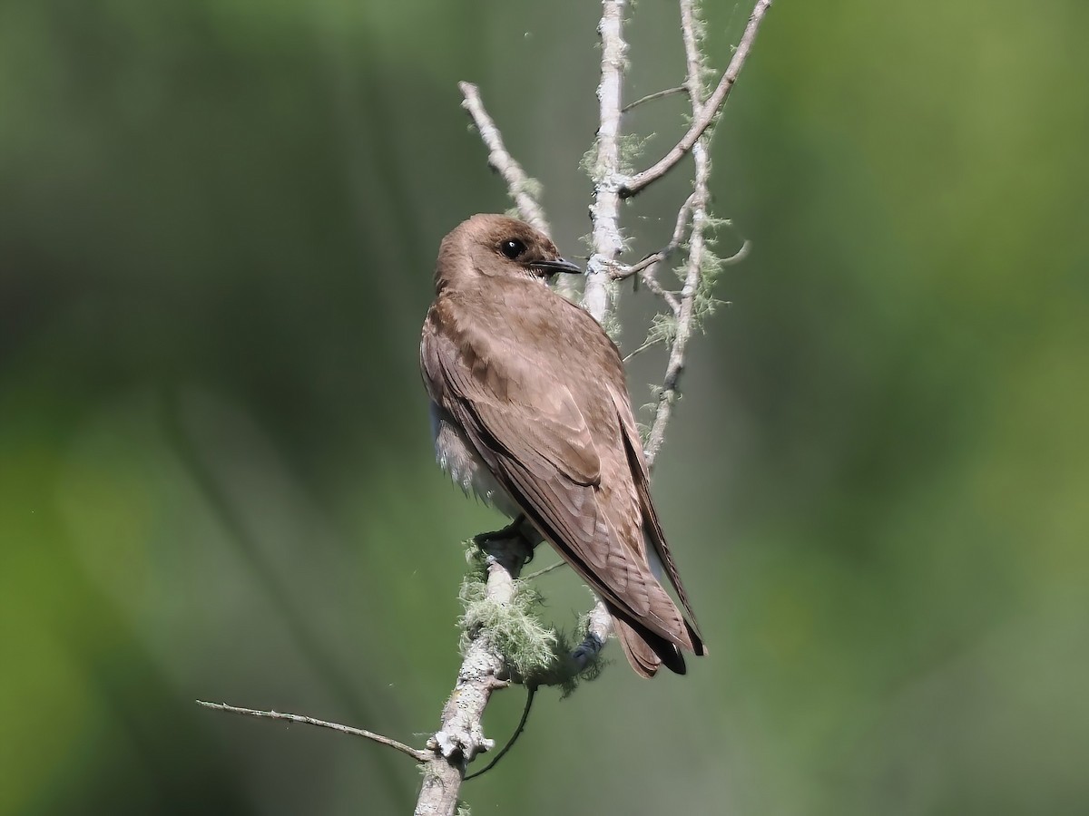 Northern Rough-winged Swallow - ML561759991