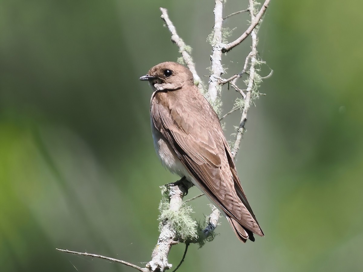 Northern Rough-winged Swallow - ML561760001