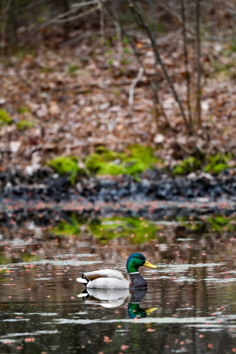 Mallard - Carly Rodgers