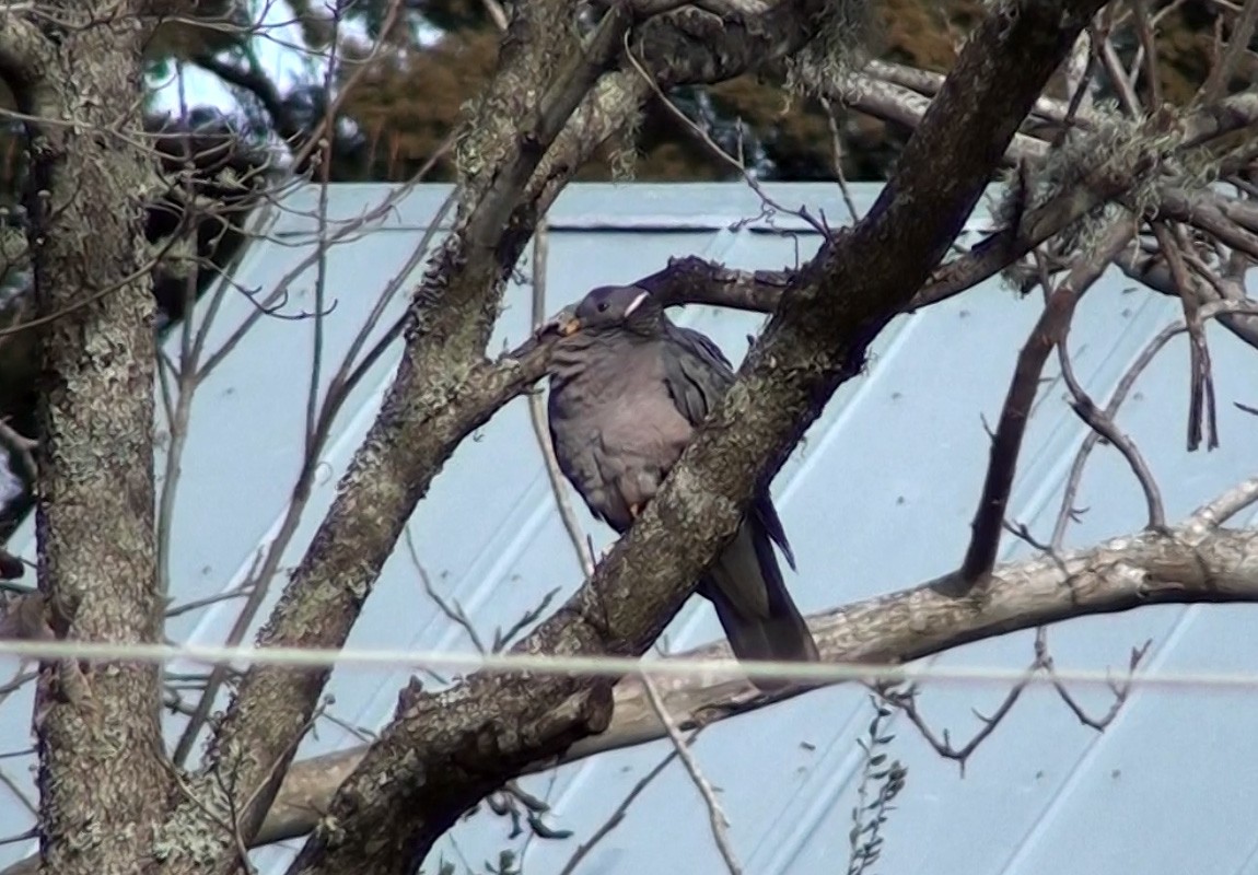 Band-tailed Pigeon - ML561761951