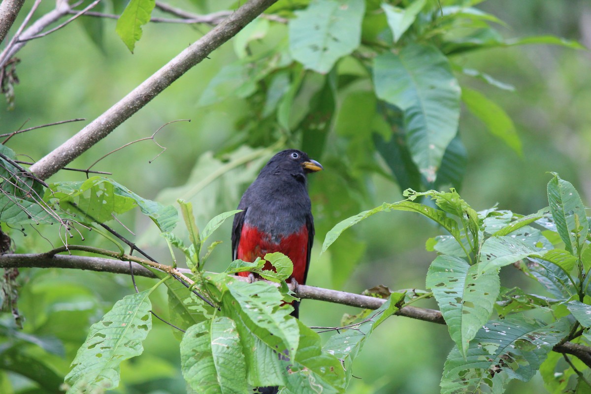 Ecuadorian Trogon - ML56176201