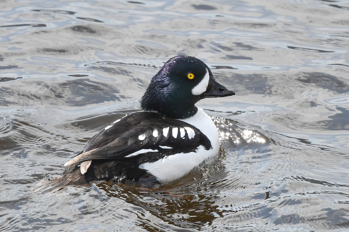 Barrow's Goldeneye - Annie Lavoie