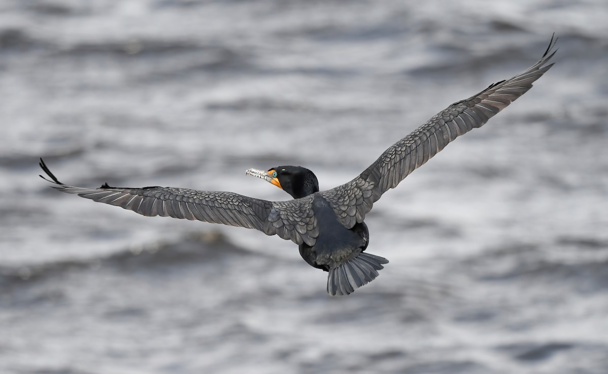 Double-crested Cormorant - ML561763261