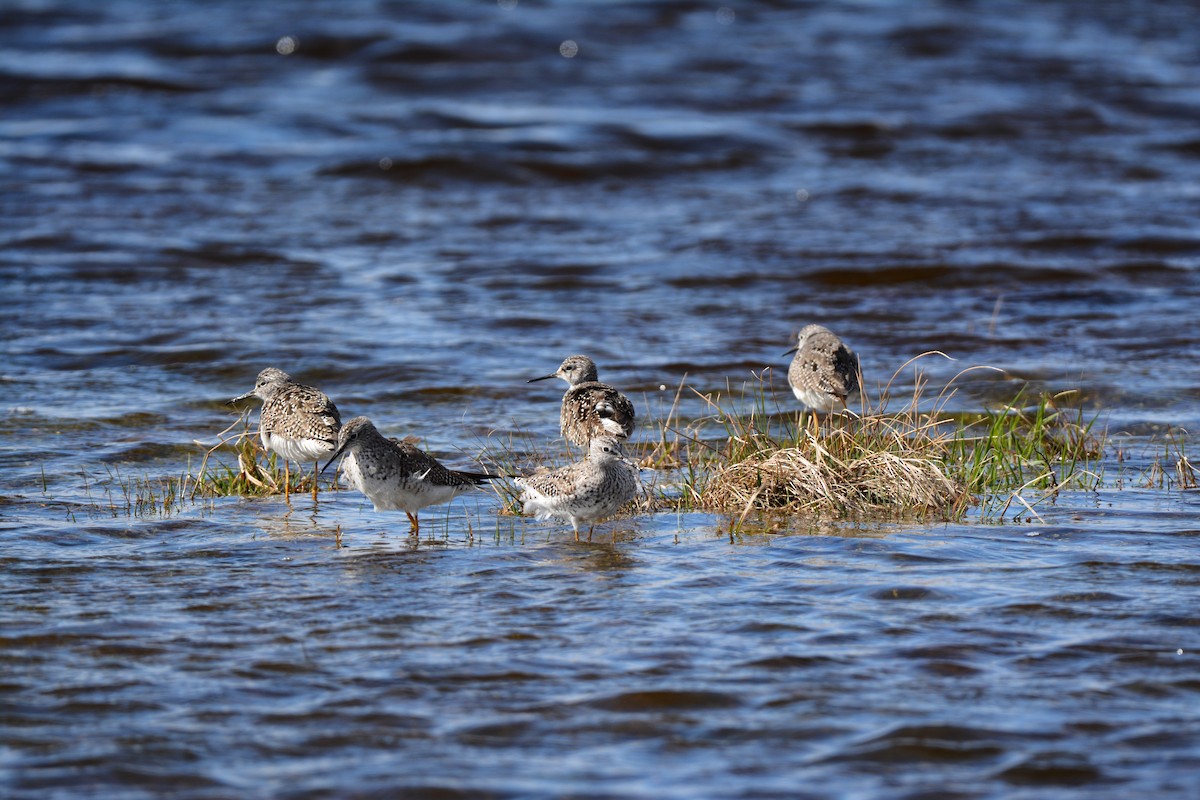 Lesser Yellowlegs - ML56176341