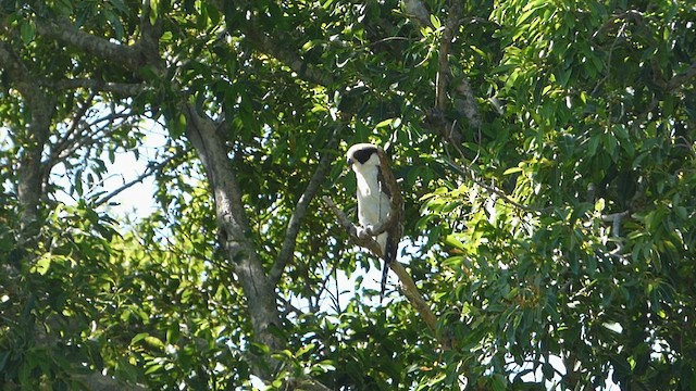 Laughing Falcon - ML561763641