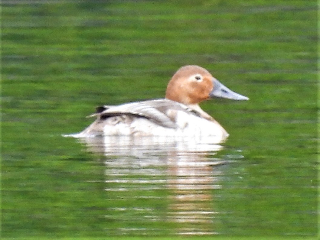 Canvasback - ML561764261