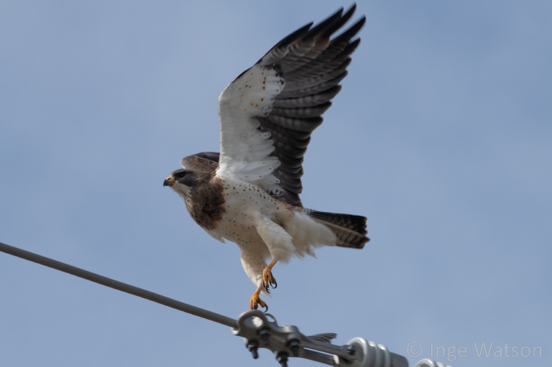 Swainson's Hawk - ML561764431