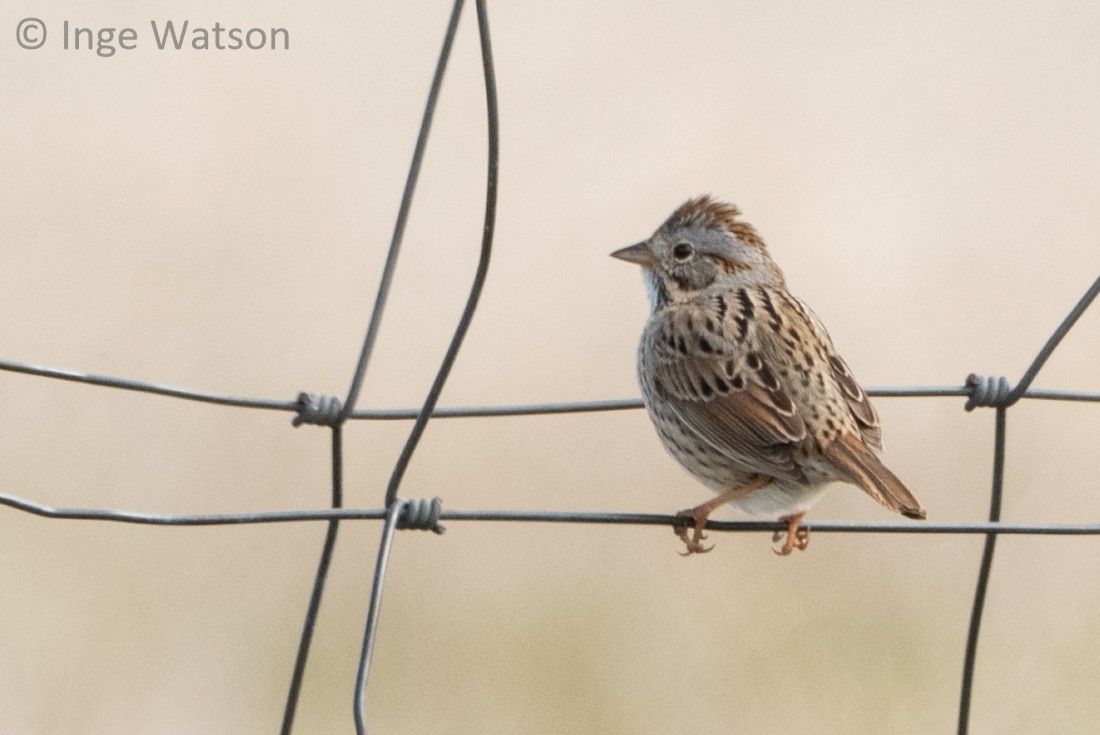 Lincoln's Sparrow - ML561764581