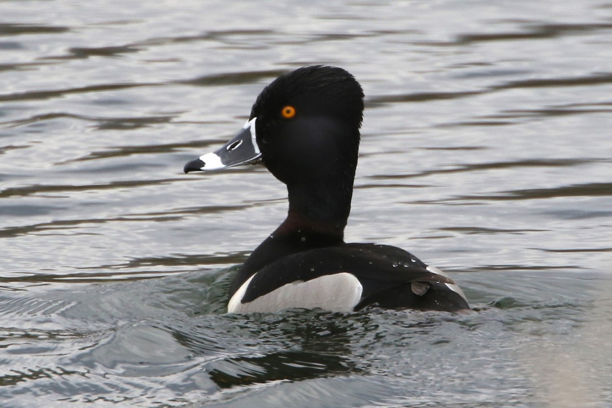 Ring-necked Duck - Donald A. Sutherland