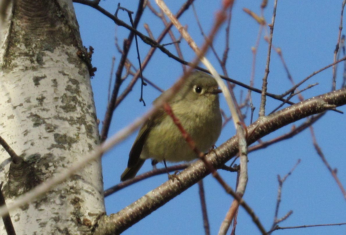 Ruby-crowned Kinglet - ML561764751