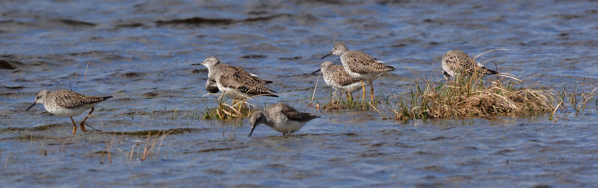 Lesser Yellowlegs - ML56176541