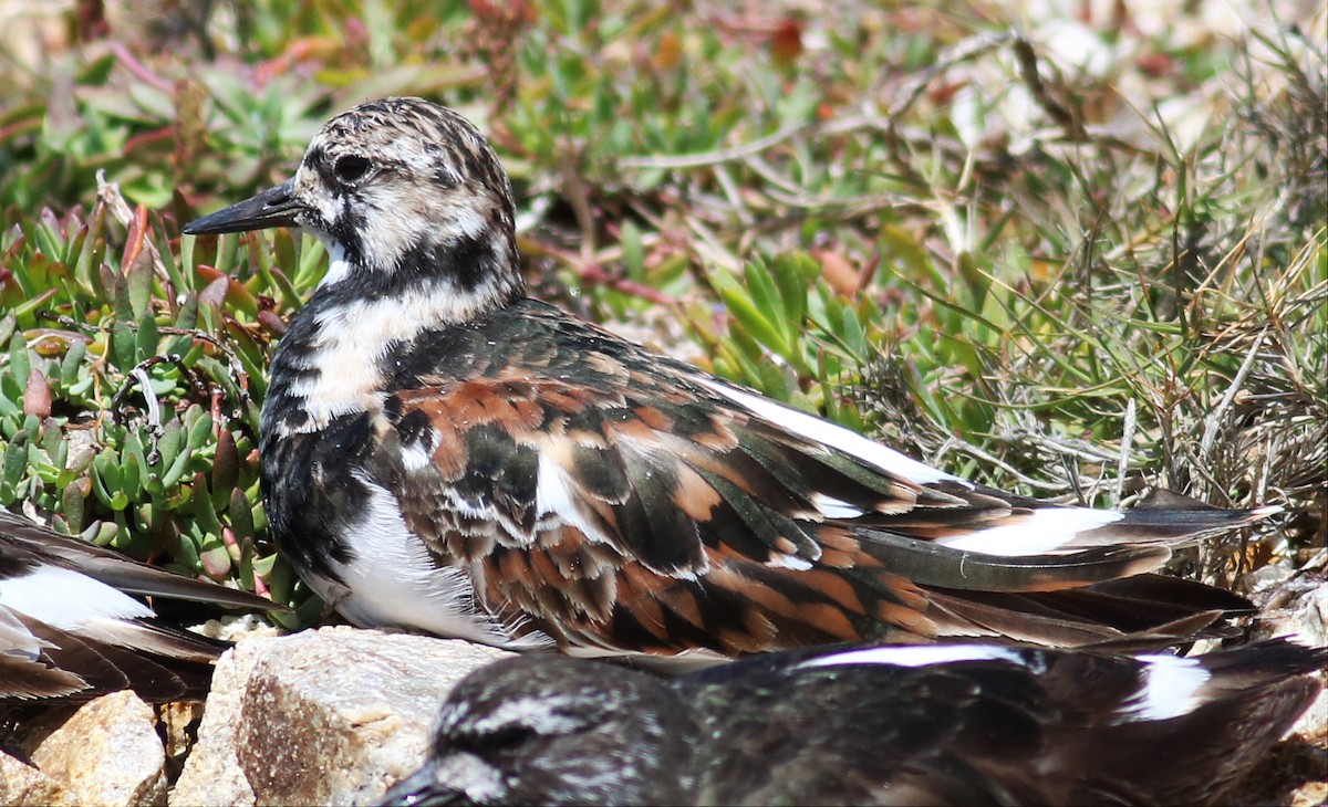 Ruddy Turnstone - ML56176611