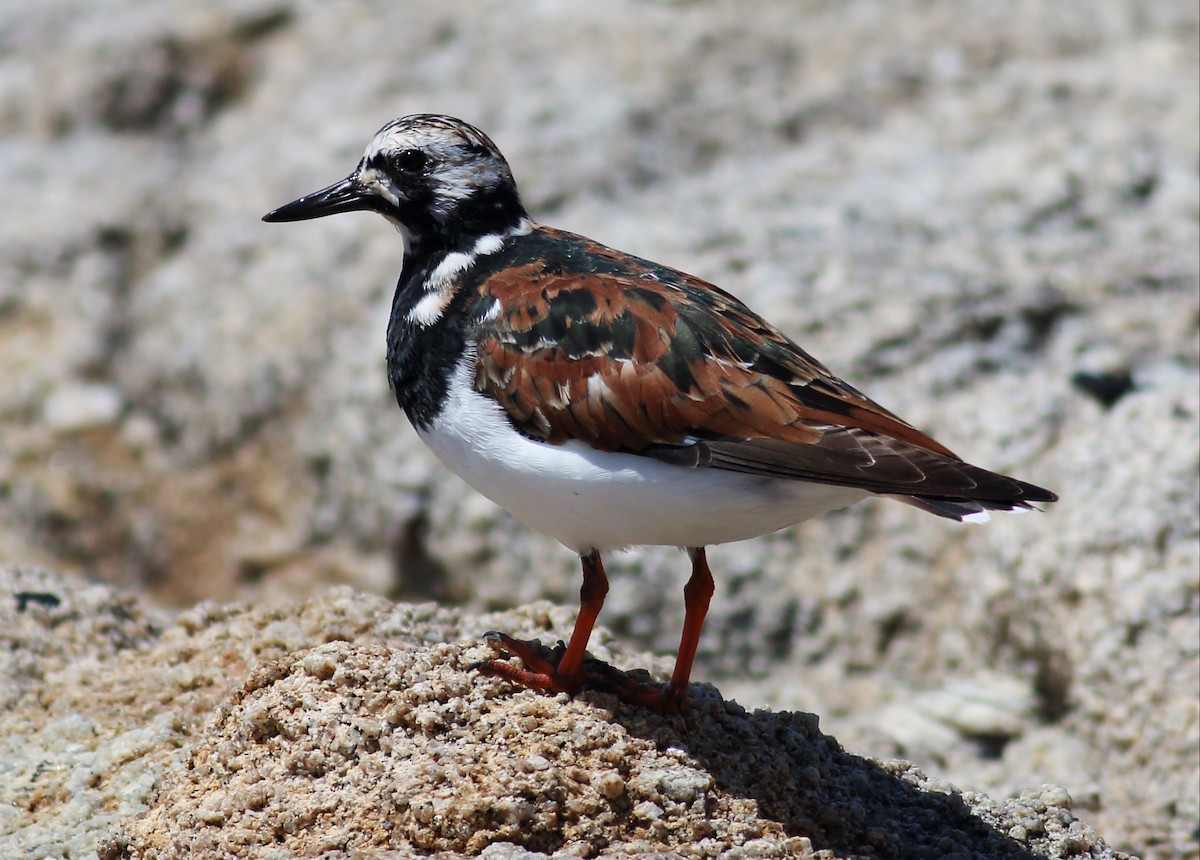 Ruddy Turnstone - ML56176631