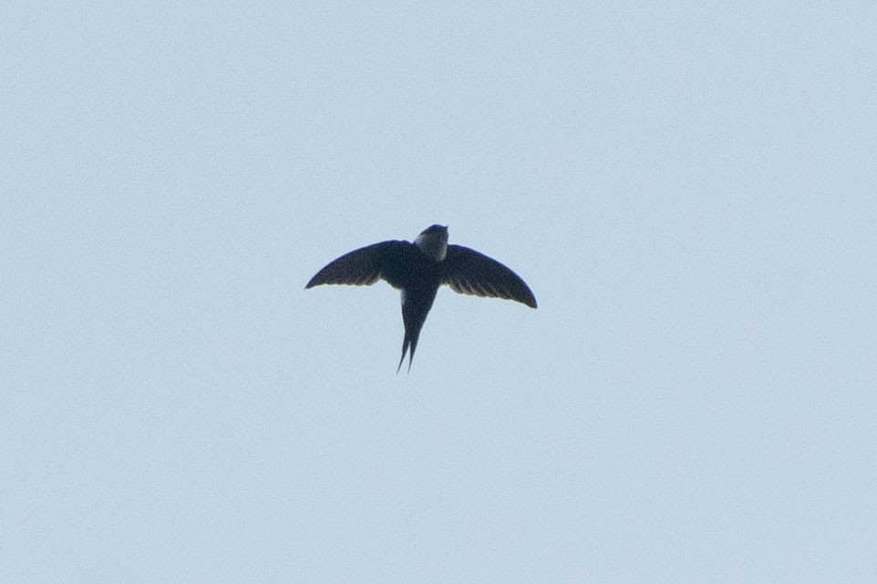 Lesser Swallow-tailed Swift - ML561766371