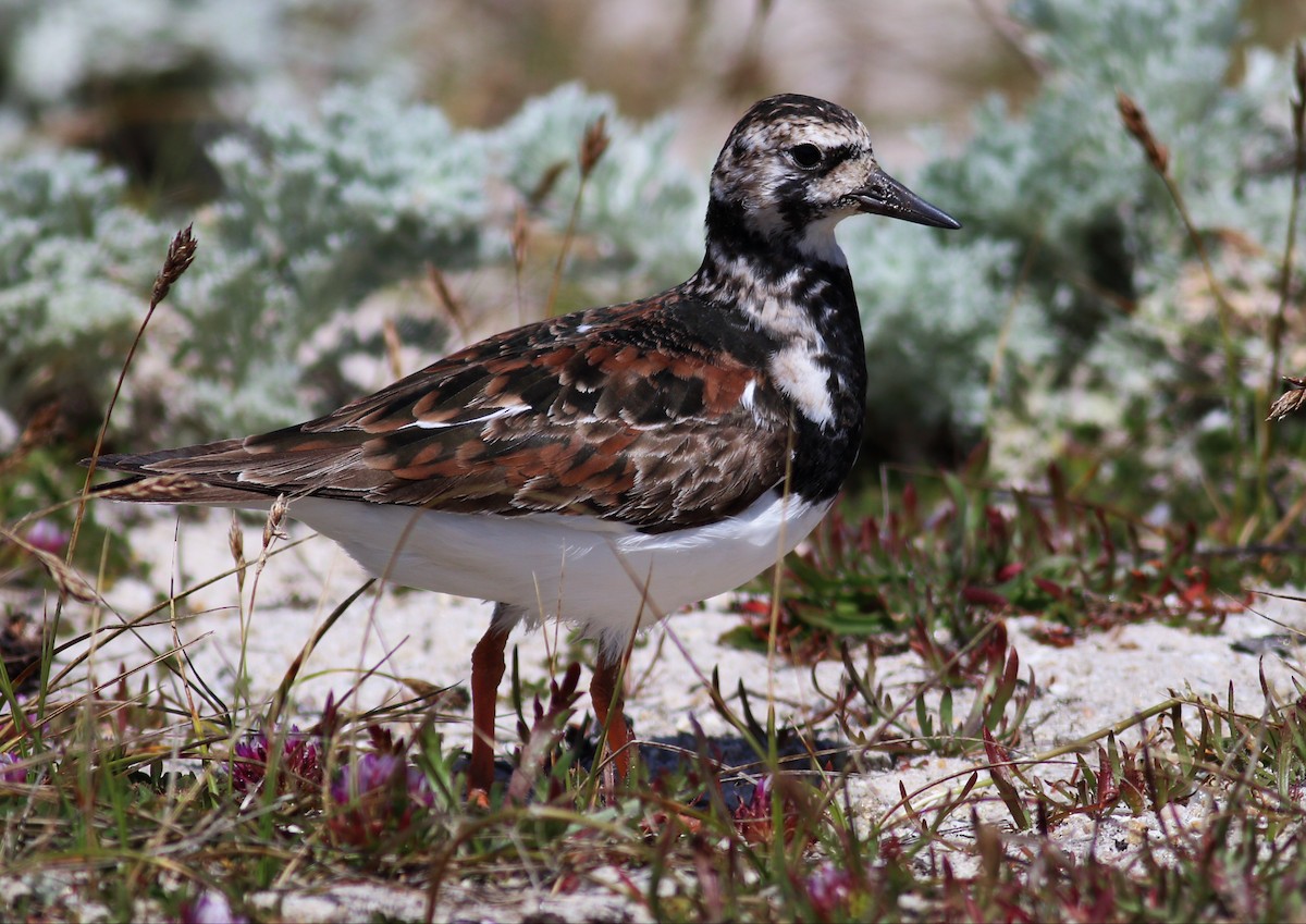 Ruddy Turnstone - ML56176681