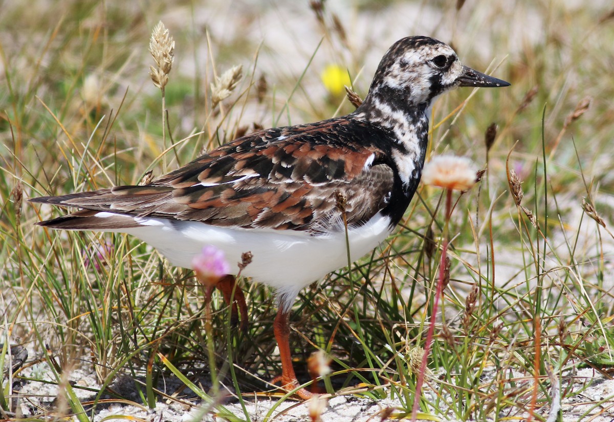 Ruddy Turnstone - ML56176691