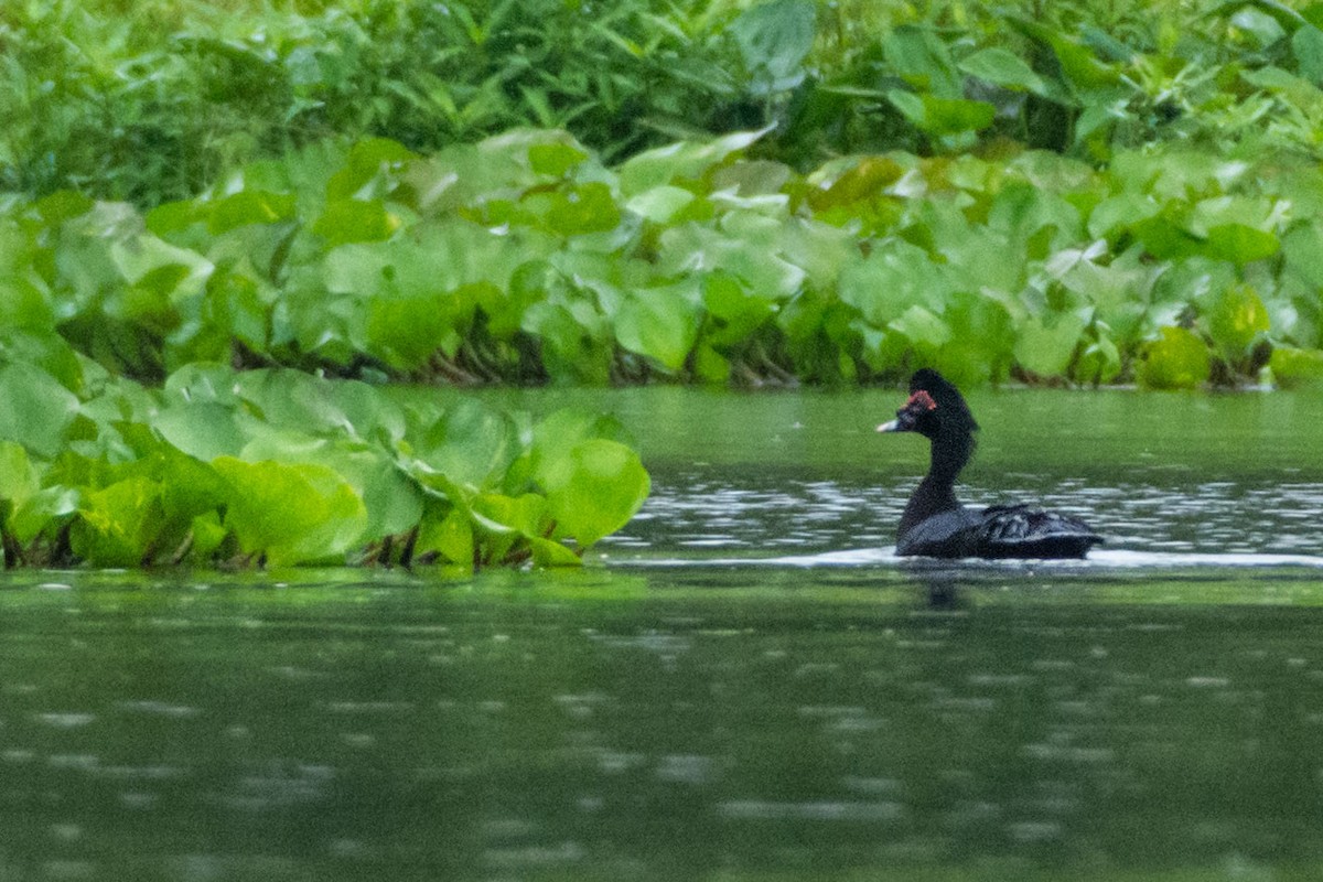 Muscovy Duck - ML561767081