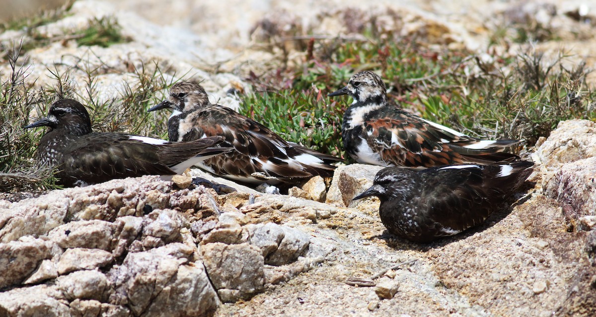 Ruddy Turnstone - ML56176721