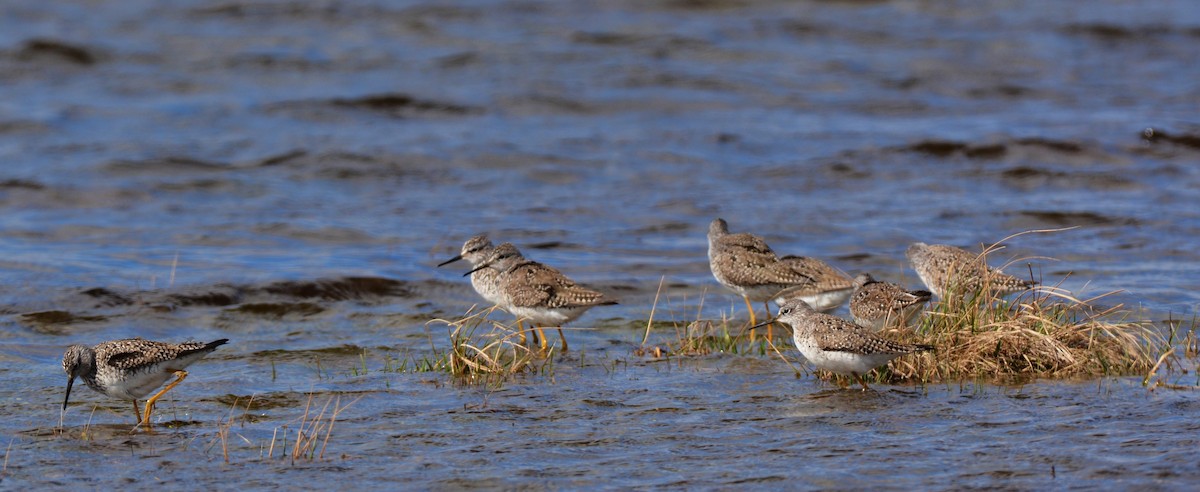 Lesser Yellowlegs - ML56176751